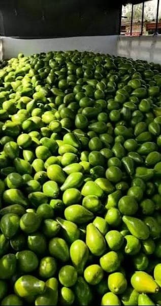 Cosecha de aguacates verdes amontonados en la zona de acopio de la finca.