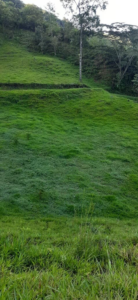 Zona verde de la finca con árboles en la parte alta del terreno.