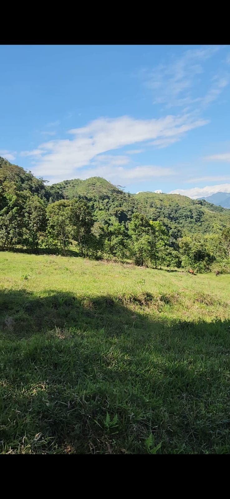 Pastos de la finca con la montaña boscosa al fondo.