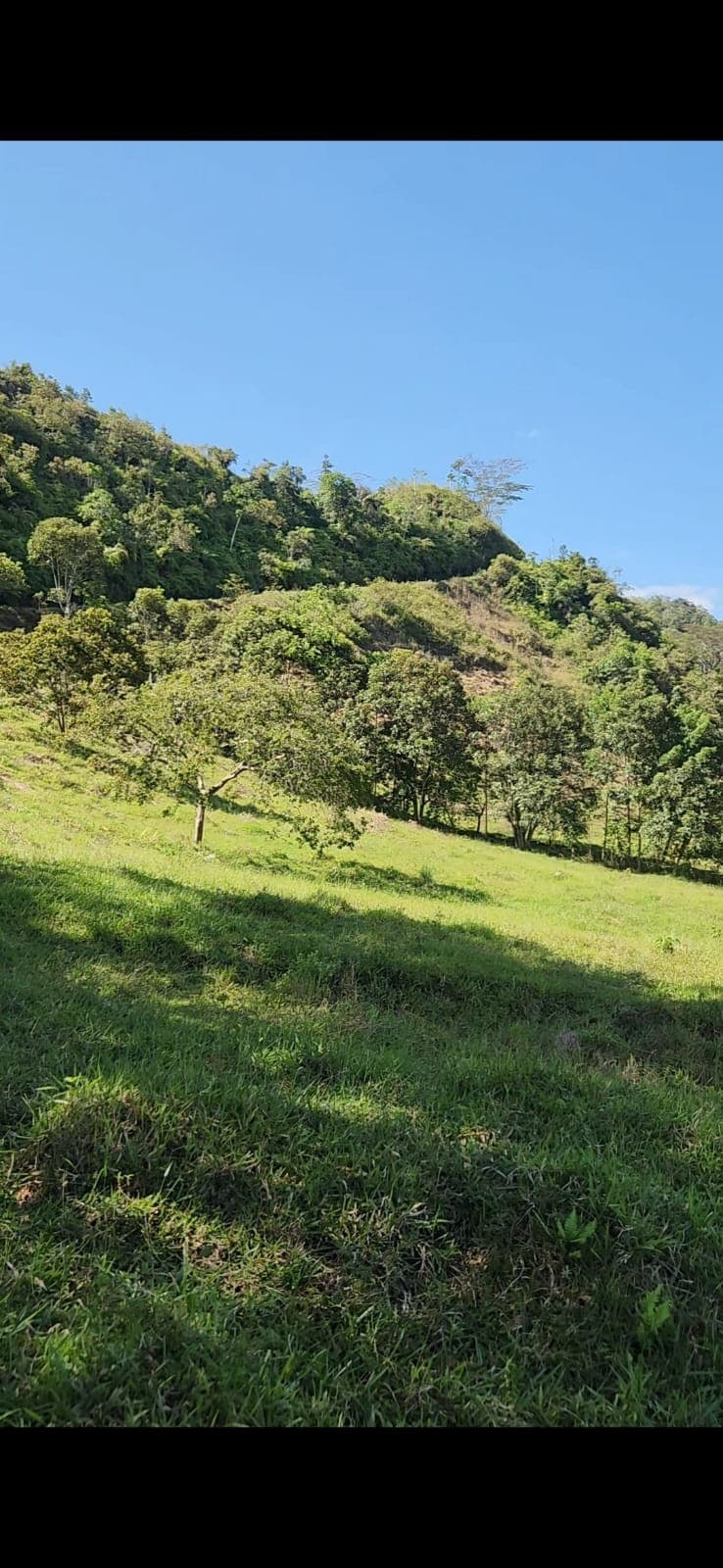 Potrero con árboles dispersos y una loma arbolada detrás.
